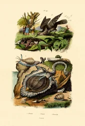 Torcol